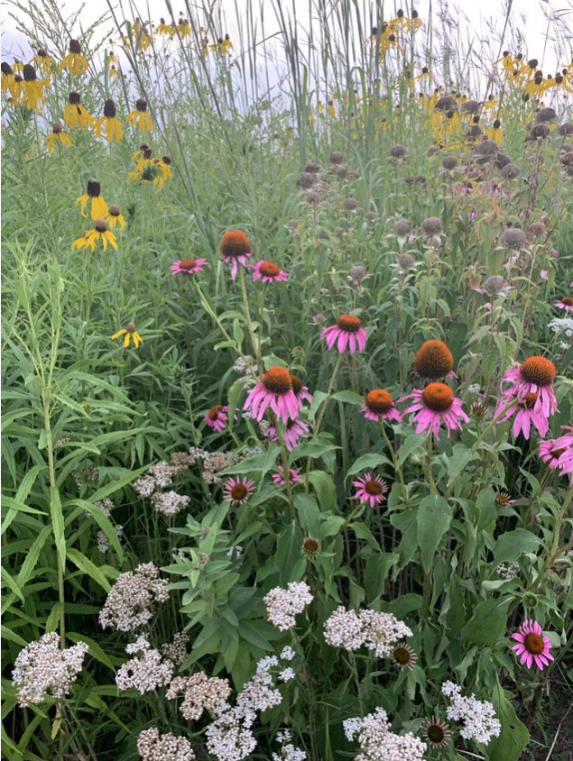 A blooming prairie strip